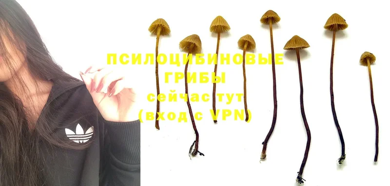 Галлюциногенные грибы MAGIC MUSHROOMS  Звенигород 